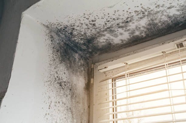 Affordable Black Mold Remediation solutions in Henderson, GA